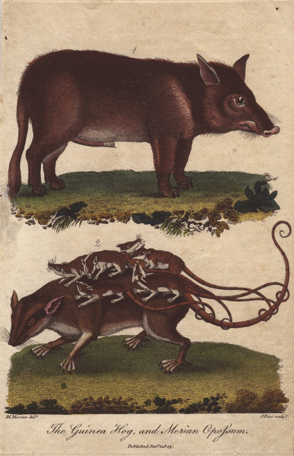 Guinea Hog And Merian Opossum  Sus Scrofa  Didelphys Murina Poster Print By ® Florilegius / Mary Evans - Item # VARMEL10941198