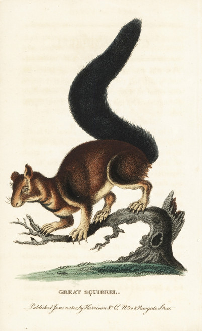 Indian Or Malabar Giant Squirrel  Ratufa Indica Poster Print By ® Florilegius / Mary Evans - Item # VARMEL10937939