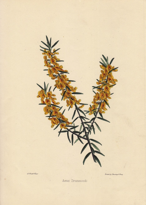 Aotus Drummondii  Yellow And Crimson Flowered Poster Print By ® Florilegius / Mary Evans - Item # VARMEL10936932