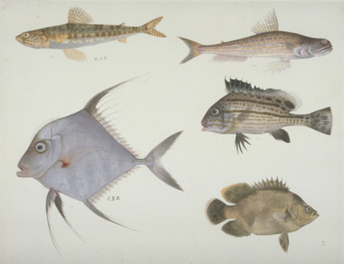 Plate 121 From The John Reeves Collection Poster Print By Mary Evans / Natural History Museum - Item # VARMEL10707311