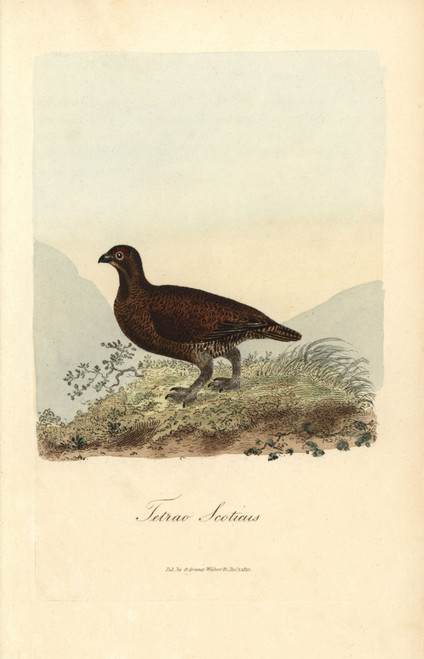 Red Grouse  Lagopus Lagopus Scoticus Poster Print By ® Florilegius / Mary Evans - Item # VARMEL10937415