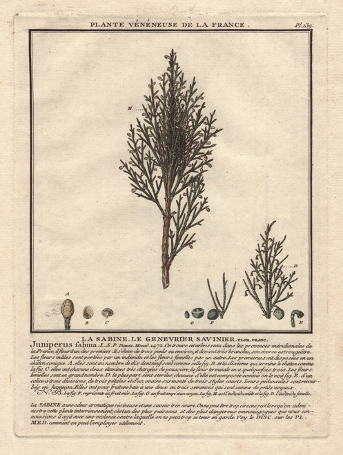 Common Juniper Tree  Juniperus Communis  With Berries Poster Print By ® Florilegius / Mary Evans - Item # VARMEL10935805