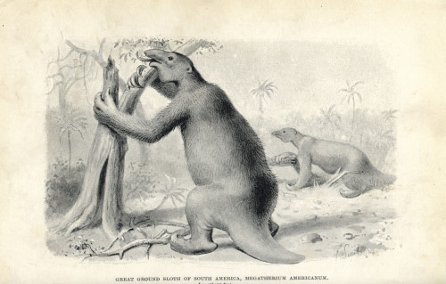Megatherium Americanum  Great Ground Sloth Of South America Poster Print By ® Florilegius / Mary Evans - Item # VARMEL10936623