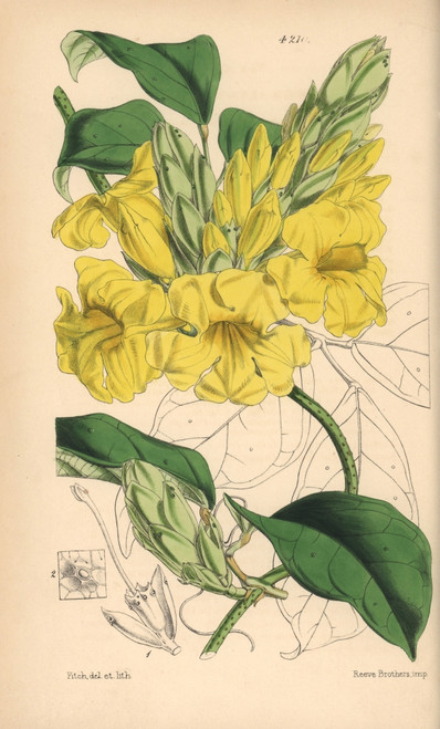 Yellow Trumpet Vine  Adenocalymna Comosum Poster Print By ® Florilegius / Mary Evans - Item # VARMEL10935025