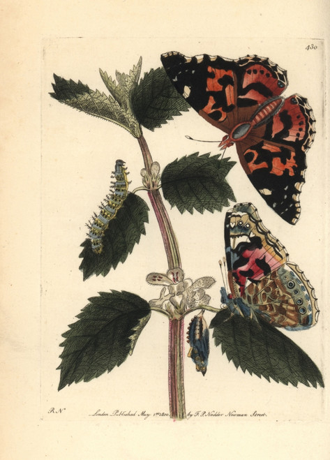 Painted Lady  Vanessa Cardui Poster Print By ® Florilegius / Mary Evans - Item # VARMEL10940646