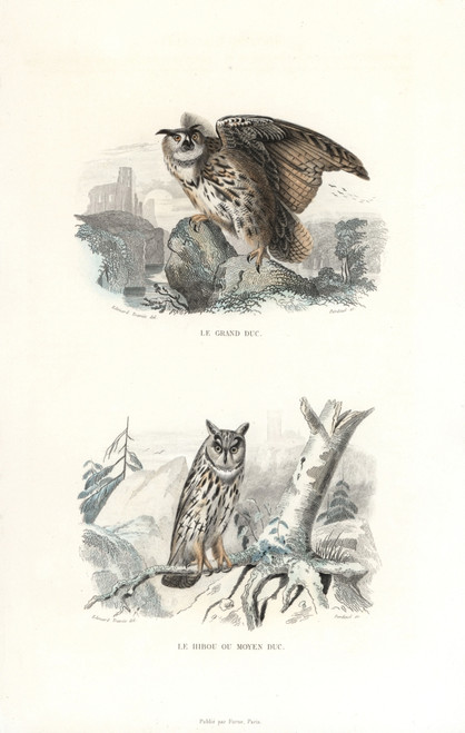 Eurasian Eagle-Owl And Long-Eared Owl Poster Print By ® Florilegius / Mary Evans - Item # VARMEL10935788