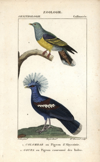 African Green Pigeon  Treron Calvus  And Blueà Poster Print By ® Florilegius / Mary Evans - Item # VARMEL10938985