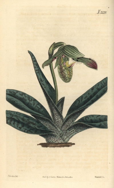 Comely Lady'S Slipper  Cypripedium Venustum Poster Print By ® Florilegius / Mary Evans - Item # VARMEL10936002