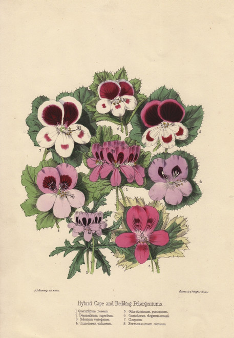 Hybrid Cape And Bedding Pelargoniums Poster Print By ® Florilegius / Mary Evans - Item # VARMEL10936935