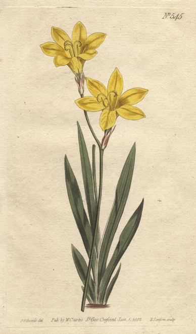 Sulphur-Colored Ixia With Bright Lemon Yellowà Poster Print By ® Florilegius / Mary Evans - Item # VARMEL10935093