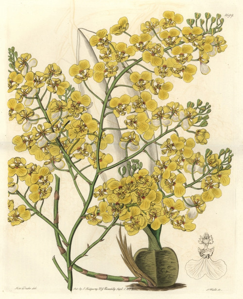 Turtle Orchid  Chelyorchis Ampliata Poster Print By ® Florilegius / Mary Evans - Item # VARMEL10935229