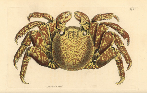 Red Rock Crab  Cancer Grapsus Poster Print By ® Florilegius / Mary Evans - Item # VARMEL10940718