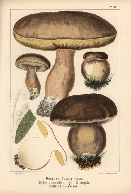 Penny Bun Or Porcino Mushroom  Boletus Edulis  Edible Poster Print By ® Florilegius / Mary Evans - Item # VARMEL10939313 Penny Bun Or Porcino Mushroom  Boletus Edulis  Edible Poster Print By ® Florilegius / Mary Evans - Item # VARMEL10939313