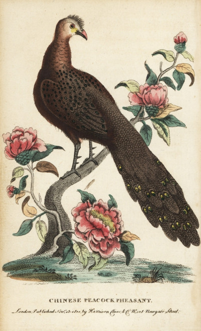 Grey Peacock-Pheasant  Polyplectron Bicalcaratum Poster Print By ® Florilegius / Mary Evans - Item # VARMEL10937837