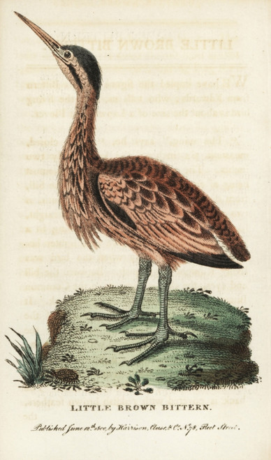 Little Bittern  Ixobrychus Minutus Poster Print By ® Florilegius / Mary Evans - Item # VARMEL10937987