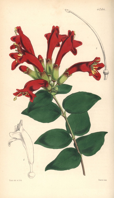 Basket Vine  Aeschynanthus Pulcher Poster Print By ® Florilegius / Mary Evans - Item # VARMEL10935078