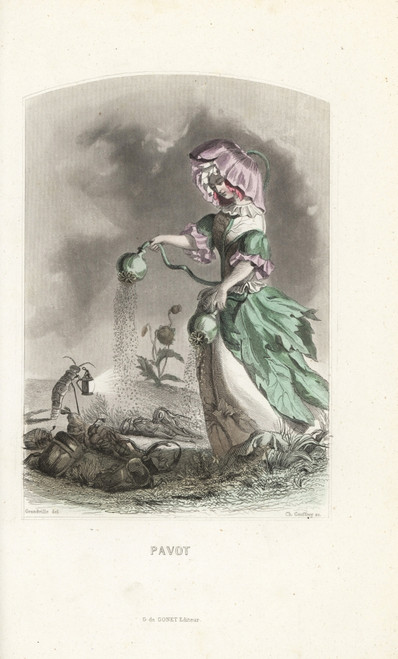 Opium Poppy Flower Fairy  Papaver Somniferum Poster Print By ® Florilegius / Mary Evans - Item # VARMEL10937455