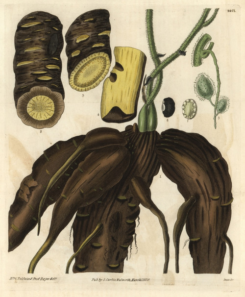 Root Of The Columbo Or Calumba Plant  Cocculus Palmatus Poster Print By ® Florilegius / Mary Evans - Item # VARMEL10934943