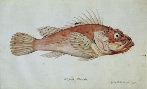 Scorpaena Porcus  Black Scorpionfish Poster Print By Mary Evans / Natural History Museum - Item # VARMEL10706796