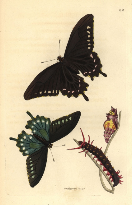 Pipevine Swallowtail Butterfly  Battus Philenor Poster Print By ® Florilegius / Mary Evans - Item # VARMEL10940562