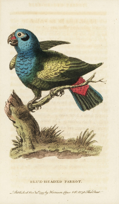 Blue-Headed Parrot  Pionus Menstruus Poster Print By ® Florilegius / Mary Evans - Item # VARMEL10937787