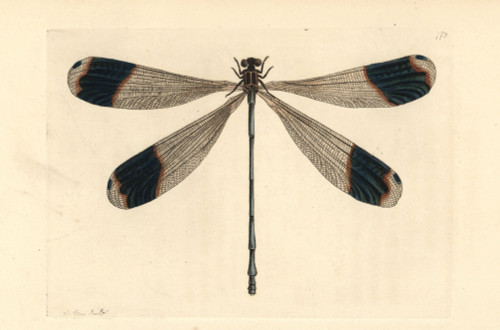 Forest Giant Damselfly  Megaloprepus Caerulatus Poster Print By ® Florilegius / Mary Evans - Item # VARMEL10940804