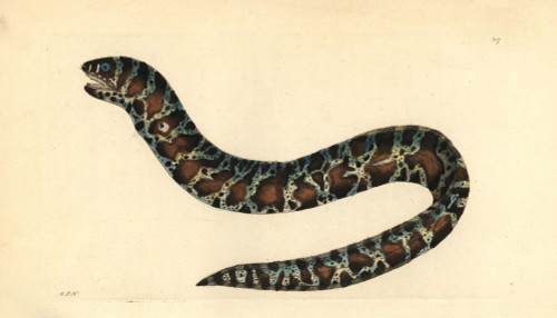 Little Banded Eel Or Chain Moray  Echidna Catenata Poster Print By ® Florilegius / Mary Evans - Item # VARMEL10940433
