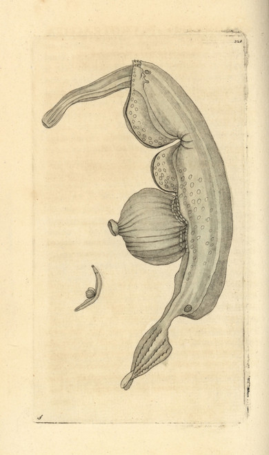 Sea Snail  Pterotrachea Coronata Poster Print By ® Florilegius / Mary Evans - Item # VARMEL10940454