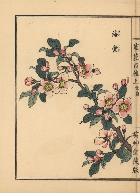 Hall Crab Apple  Malus Halliana Poster Print By ® Florilegius / Mary Evans - Item # VARMEL10938703