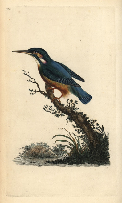 Common Kingfisher  Alcedo Atthis Poster Print By ® Florilegius / Mary Evans - Item # VARMEL10936217 Common Kingfisher  Alcedo Atthis Poster Print By ® Florilegius / Mary Evans - Item # VARMEL10936217