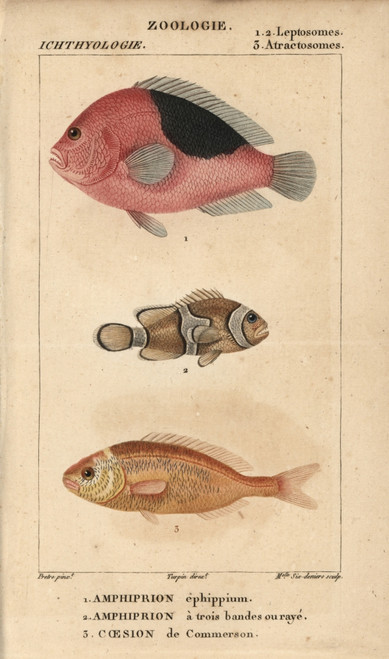 Saddle Anemonefish  Three-Band Anemonefishà Poster Print By ® Florilegius / Mary Evans - Item # VARMEL10938407