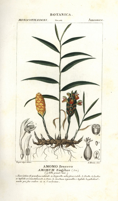 Ginger Root  Zingiber Officinale Poster Print By ® Florilegius / Mary Evans - Item # VARMEL10936089