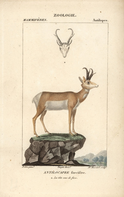 Pronghorn  Antilocapra Americana Poster Print By ® Florilegius / Mary Evans - Item # VARMEL10939012