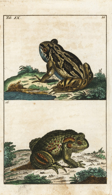 Common Toad  Bufo Bufo Poster Print By ® Florilegius / Mary Evans - Item # VARMEL10941766