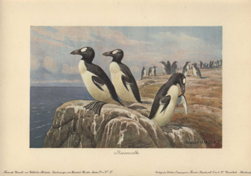 Great Auk  Pinguinus Impennis  Large  Flightlessà Poster Print By ® Florilegius / Mary Evans - Item # VARMEL10937704