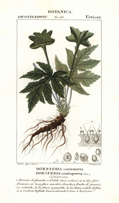Dorstenia Contrajerva Poster Print By ® Florilegius / Mary Evans - Item # VARMEL10936153