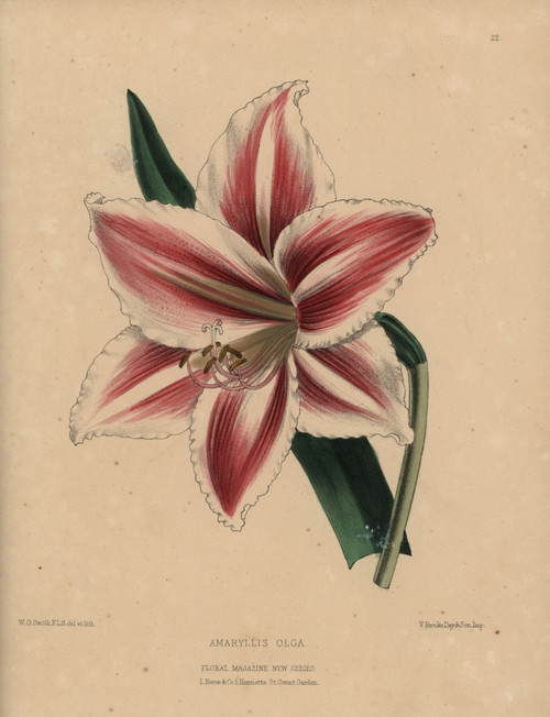 Hybrid Amaryllis With Striped Crimson And Whiteà Poster Print By ® Florilegius / Mary Evans - Item # VARMEL10936801