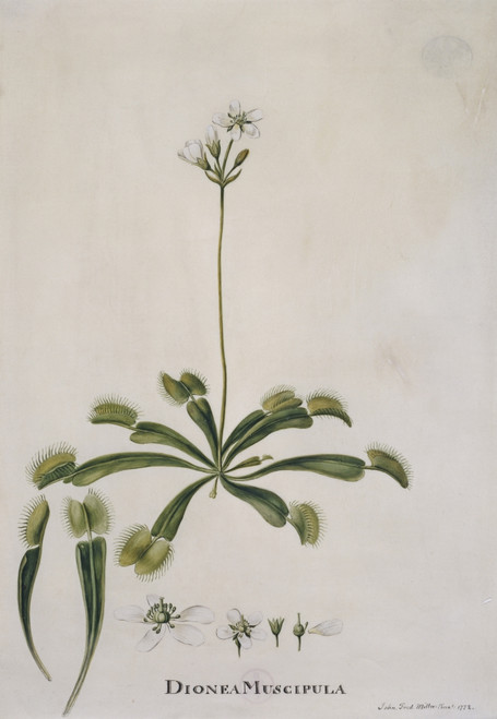 Dionaea Muscipula  Venus Fly Trap Poster Print By Mary Evans / Natural History Museum - Item # VARMEL10709411 Dionaea Muscipula  Venus Fly Trap Poster Print By Mary Evans / Natural History Museum - Item # VARMEL10709411