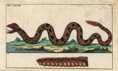 Ground Rattlesnake  Sistrurus Miliarius Poster Print By ® Florilegius / Mary Evans - Item # VARMEL10941753