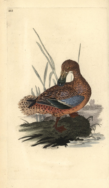 Shoveler Duck  Anas Clypeata Poster Print By ® Florilegius / Mary Evans - Item # VARMEL10936340