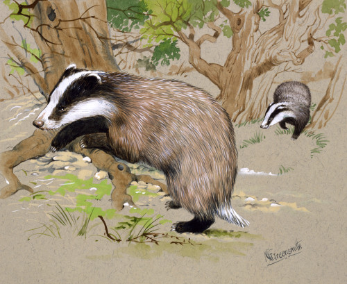 Two Badgers In A Wood Poster Print By Malcolm Greensmith ® Adrian Bradbury/Mary Evans - Item # VARMEL10271170