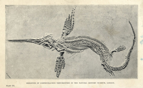 Leptonectes Tenuirostris Skeleton Poster Print By ® Florilegius / Mary Evans - Item # VARMEL10936625