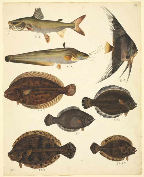 Ls Plate 139 From The John Reeves Collection Poster Print By Mary Evans / Natural History Museum - Item # VARMEL10707398