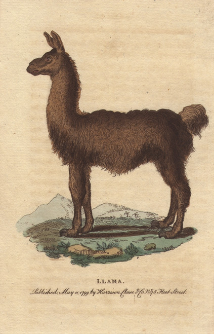 The Llama  South American Camelid  Lama Glama Poster Print By ® Florilegius / Mary Evans - Item # VARMEL10941015