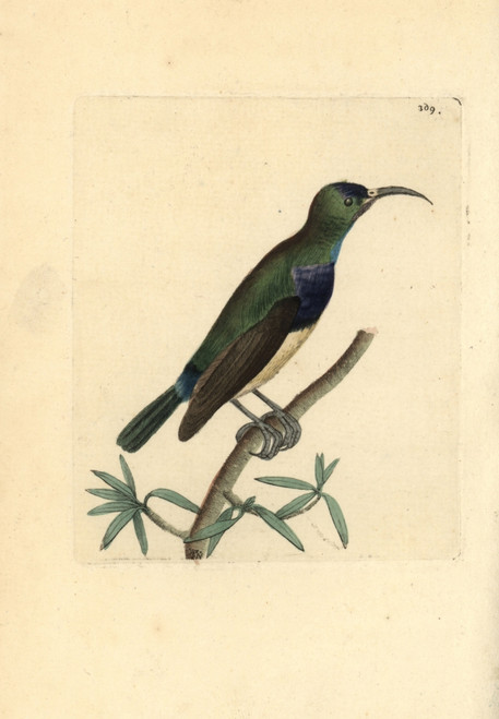 Variable Sunbird  Cinnyris Venustus Poster Print By ® Florilegius / Mary Evans - Item # VARMEL10940494