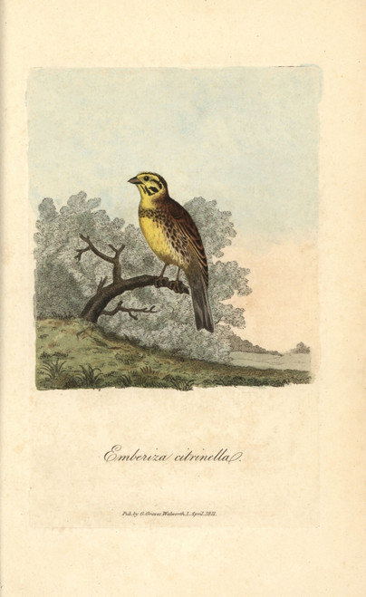 Yellow Bunting  Yellowhammer  Emberiza Citrinella Poster Print By ® Florilegius / Mary Evans - Item # VARMEL10937360