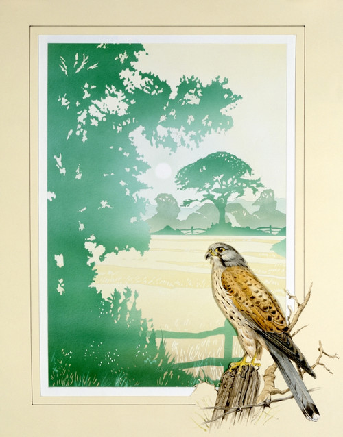 Kestrel And English Countryside Scenery Poster Print By Malcolm Greensmith ® Adrian Bradbury/Mary Evans - Item # VARMEL10271295