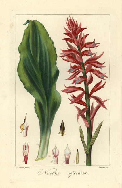 Latin American Lady Orchid  Stenorrhynchos Speciosus Poster Print By ® Florilegius / Mary Evans - Item # VARMEL10934635
