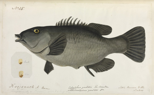 Fish Illustration By Robert Neill Poster Print By Mary Evans / Natural History Museum - Item # VARMEL10716168