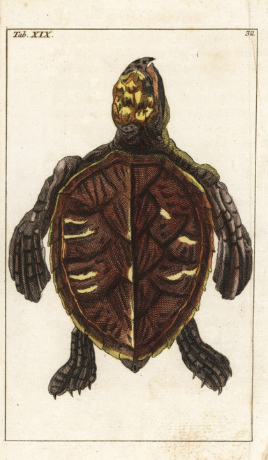 Hawksbill Turtle  Eretmochelys Imbricata Poster Print By ® Florilegius / Mary Evans - Item # VARMEL10941737